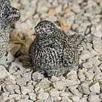 Lille Fugl 9 cm Grå