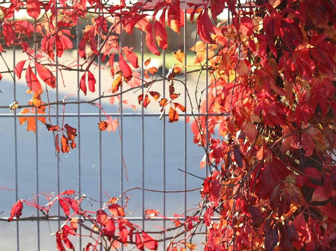 galvaniseret panelhegn til beskrivelse