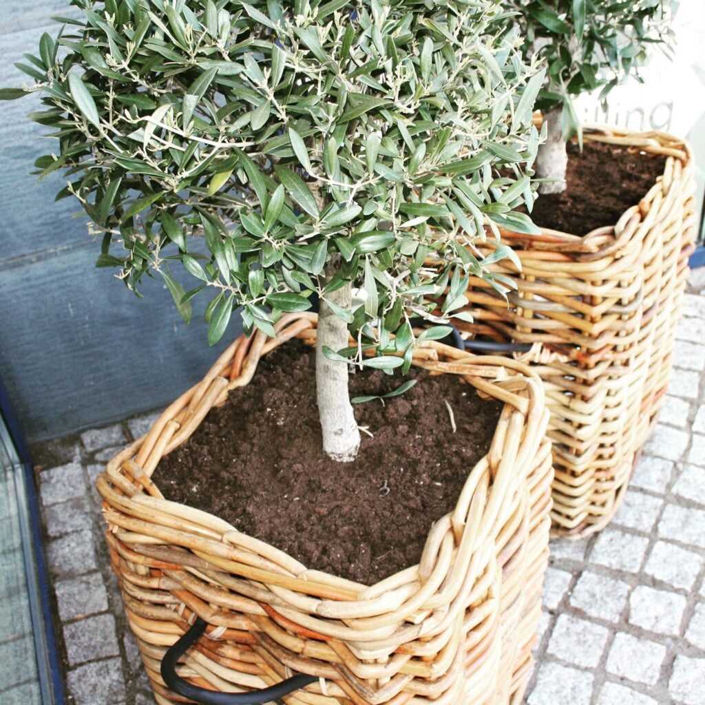 Rattan kurve – lækre og rustikke blomsterkurve til udendørs brug🌷…